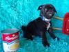 Puppies for sale Sweden, Leksand Pug