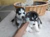 Puppies for sale Georgia, Poti Haski