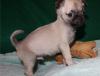 Puppies for sale Sweden, Kalmar Pug