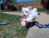 Puppies for sale Sweden, Helsingborg Maltese