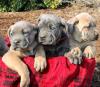 Puppies for sale Latvia, Riga Italian Corso Dog