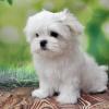 Puppies for sale Latvia, Ludza Maltese