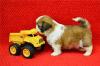 Puppies for sale United Kingdom, Norfolk Island Shih Tzu