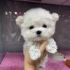 Puppies for sale Italy, Ravenna , maltipoo pups