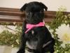 Puppies for sale Greece, Larissa Pug