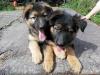 Puppies for sale Germany, Bochum German Shepherd Dog