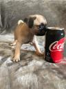 Puppies for sale Greece, Heraklion Pug