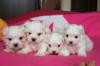 Puppies for sale Netherlands, Harlem Maltese