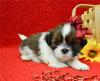 Puppies for sale United Kingdom, Oxford Shih Tzu
