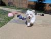 Puppies for sale United Kingdom, Plymouth Maltese