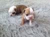 Puppies for sale Kyrgyzstan, Bishkek English Bulldog