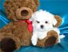 Puppies for sale Ireland, Dublin Maltese