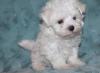 Puppies for sale United Kingdom, Grimsby Maltese