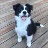 Puppies for sale Sweden, Lidkoping Border Collie