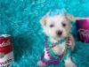 Puppies for sale United Kingdom, Sunderland Maltese