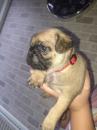 Puppies for sale United Kingdom, Ullapool Pug