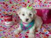 Puppies for sale United Kingdom, Ullapool Maltese