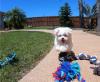 Puppies for sale United Kingdom, Bradford Maltese