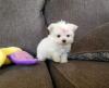 Puppies for sale United Kingdom, Stonehaven Maltese