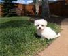 Puppies for sale United Kingdom, New York Maltese