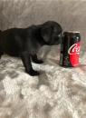 Puppies for sale United Kingdom, Chesterfield Pug