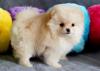 Puppies for sale Germany, Karlsruhe Pomeranian Spitz