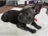 Puppies for sale France, Limoges French Bulldog