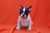 Puppies for sale Cyprus, Larnaca French Bulldog