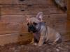 Puppies for sale Czech Republic, Bridge French Bulldog