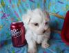 Puppies for sale United Kingdom, London Maltese