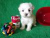 Puppies for sale United Kingdom, Middlesbrough Maltese