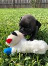 Puppies for sale United Kingdom, Colchester Pug