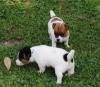 Puppies for sale United Kingdom, Portland Jack Russell Terrier