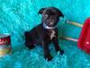 Puppies for sale Sweden, Stockholm Pug