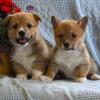 Dogs free Belgium, Brussels Other breed