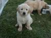 Puppies for sale Latvia, Dobele Golden Retriever