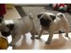 Puppies for sale Sweden, Lidkoping Pug