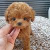 Puppies for sale Slovakia, Gottwald Toy-poodle