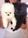 Puppies for sale Romania,  Pomeranian Spitz
