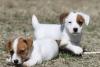 Puppies for sale Slovakia, Bratislava Jack Russell Terrier