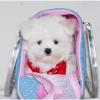Puppies for sale United Kingdom, St. Helens Maltese