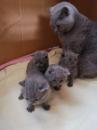 Kittens for sale Cyprus, Nicosia British Shorthair