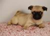 Puppies for sale Sweden, Lulea Pug