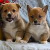 Dogs free Belgium, Charleroi Other breed