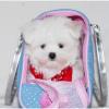 Puppies for sale United Kingdom, Glasgow Maltese