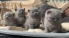 Kittens for sale Cyprus, Nicosia British Shorthair