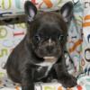 Puppies for sale United Kingdom, Sheffield French Bulldog