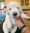 Puppies for sale United Kingdom, Bradford Labrador