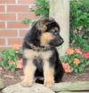 Puppies for sale United Kingdom, Newcastle German Shepherd Dog