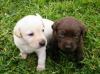 Puppies for sale United Kingdom, Kilmarnock Labrador